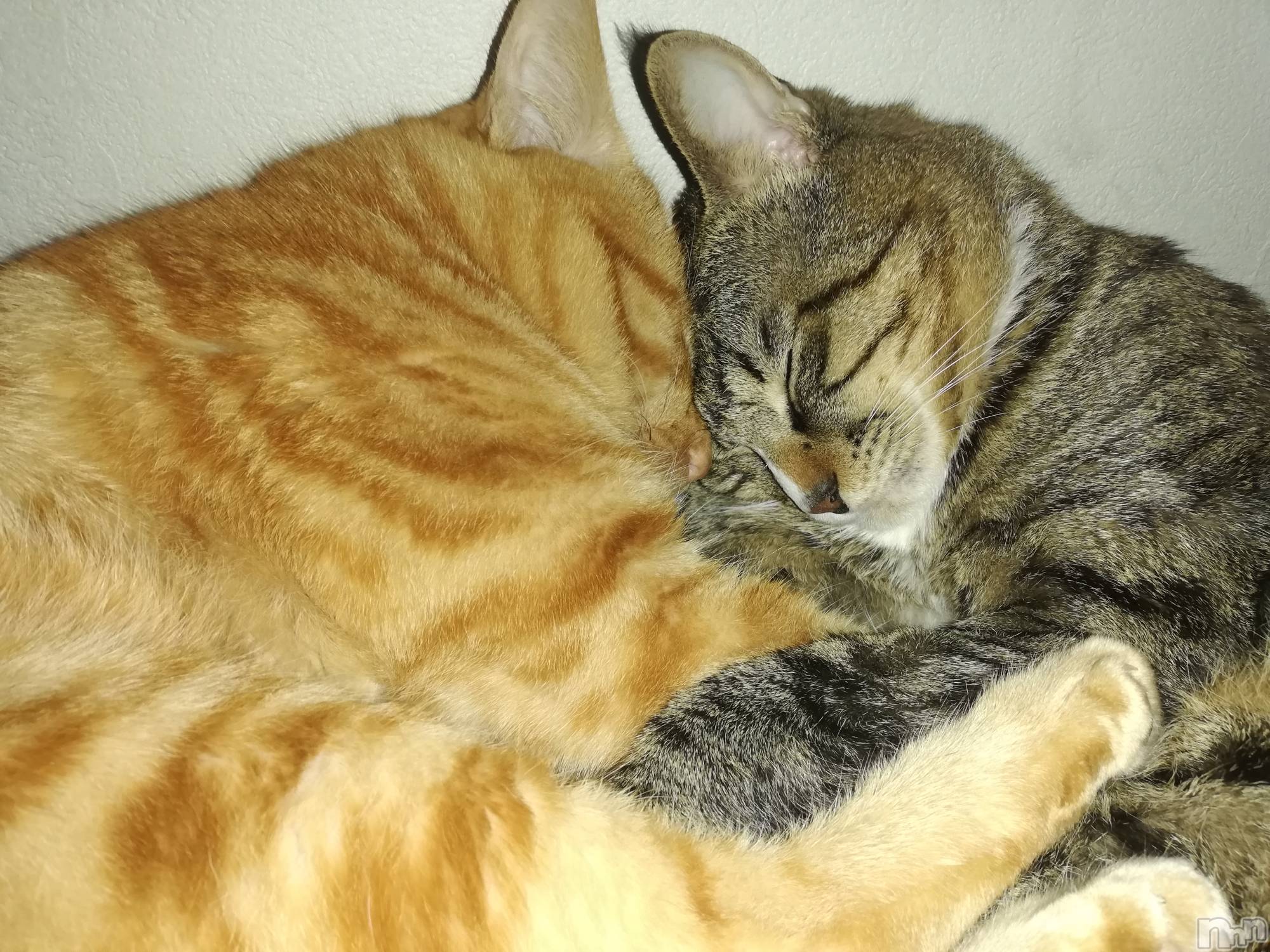 上越デリヘル上越最安値！奥様Deli急便(ジョウエツサイヤスネ！オクサマデリキュウビン)熟女エロパワー全開　あきほ(54)の2022年11月25日写メブログ「向かいます🏩❤️」