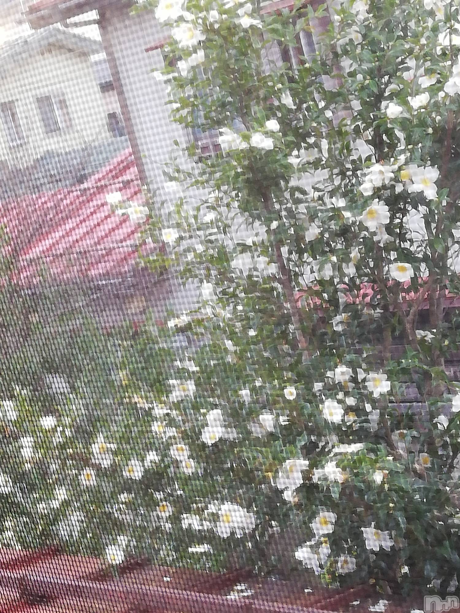 上越デリヘル上越最安値！奥様Deli急便(ジョウエツサイヤスネ！オクサマデリキュウビン)熟女エロパワー全開　あきほ(54)の2022年12月4日写メブログ「また明日から宜しくお願いします🙇‍♀️⤵️」