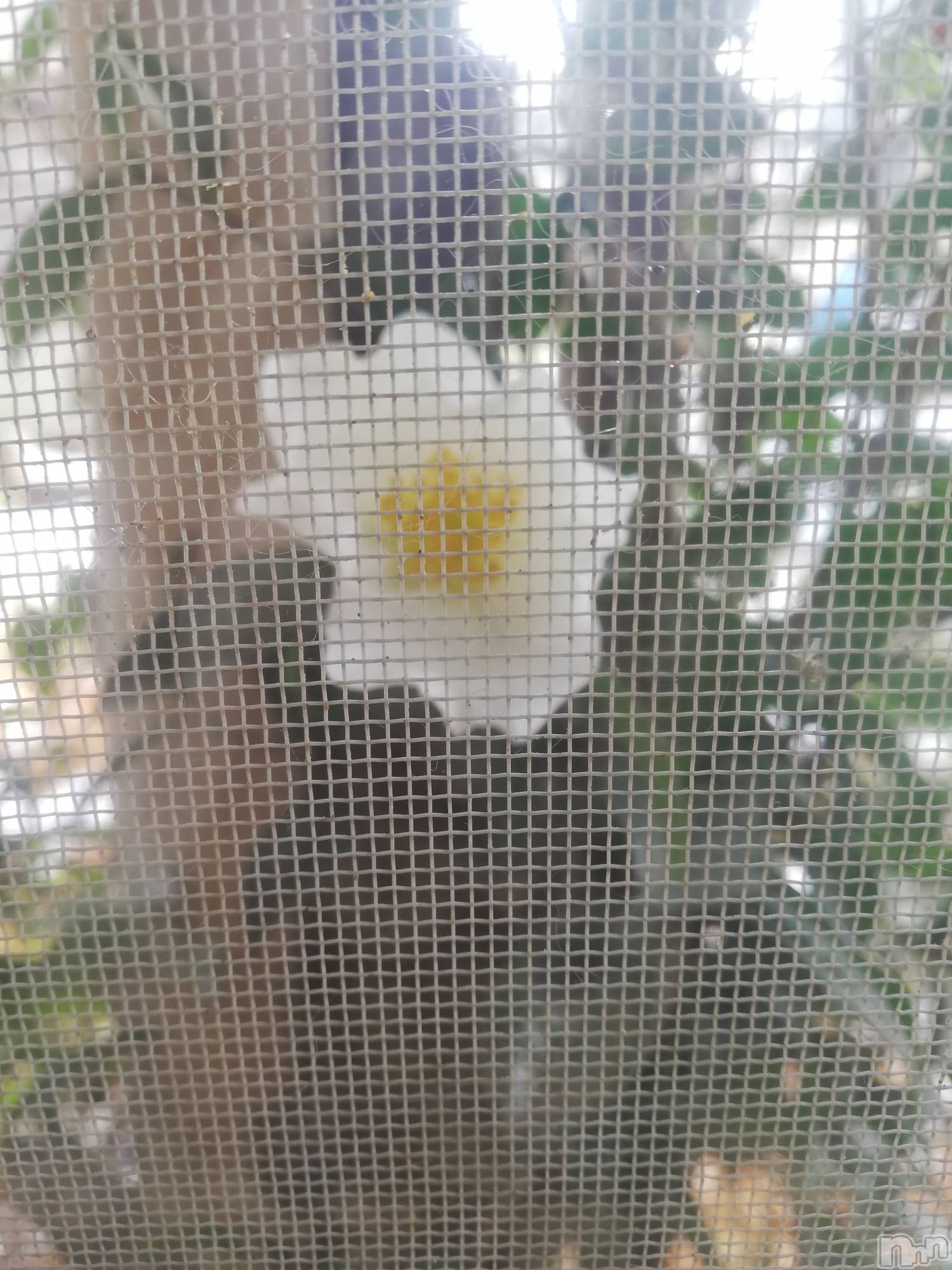 上越デリヘル上越最安値！奥様Deli急便(ジョウエツサイヤスネ！オクサマデリキュウビン)熟女エロパワー全開　あきほ(54)の2022年12月21日写メブログ「時間変更なので間違わない様に🙏」