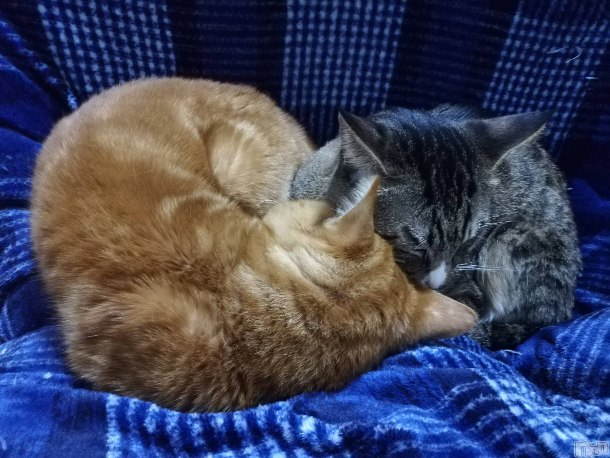 上越デリヘル上越最安値！奥様Deli急便(ジョウエツサイヤスネ！オクサマデリキュウビン)熟女エロパワー全開　あきほ(54)の2022年12月23日写メブログ「こんにちは☺️」