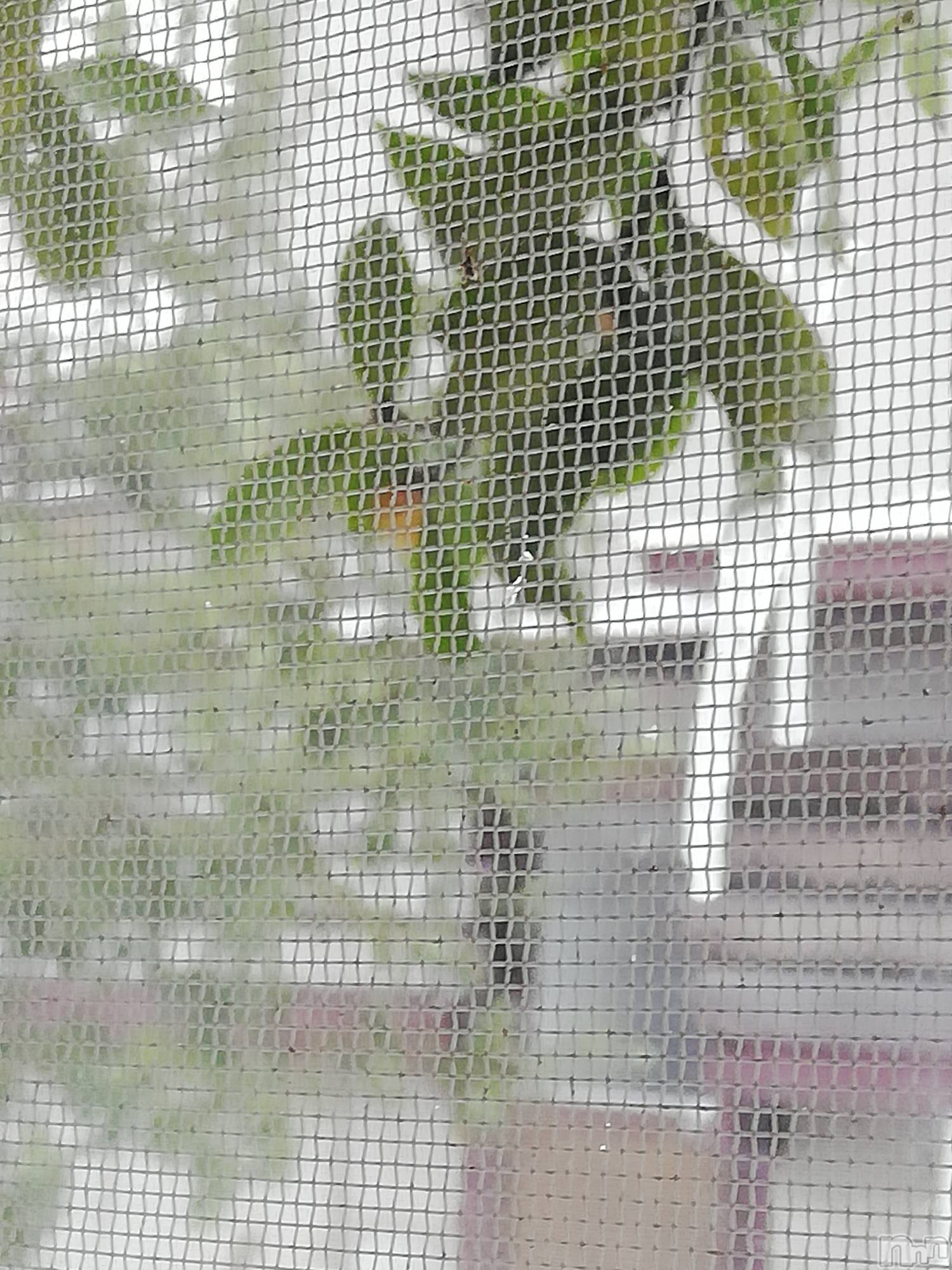 上越デリヘル上越最安値！奥様Deli急便(ジョウエツサイヤスネ！オクサマデリキュウビン)熟女エロパワー全開　あきほ(54)の2023年1月26日写メブログ「後ろから前から😁食べたいな🍌🍌🍌🍌🍌」