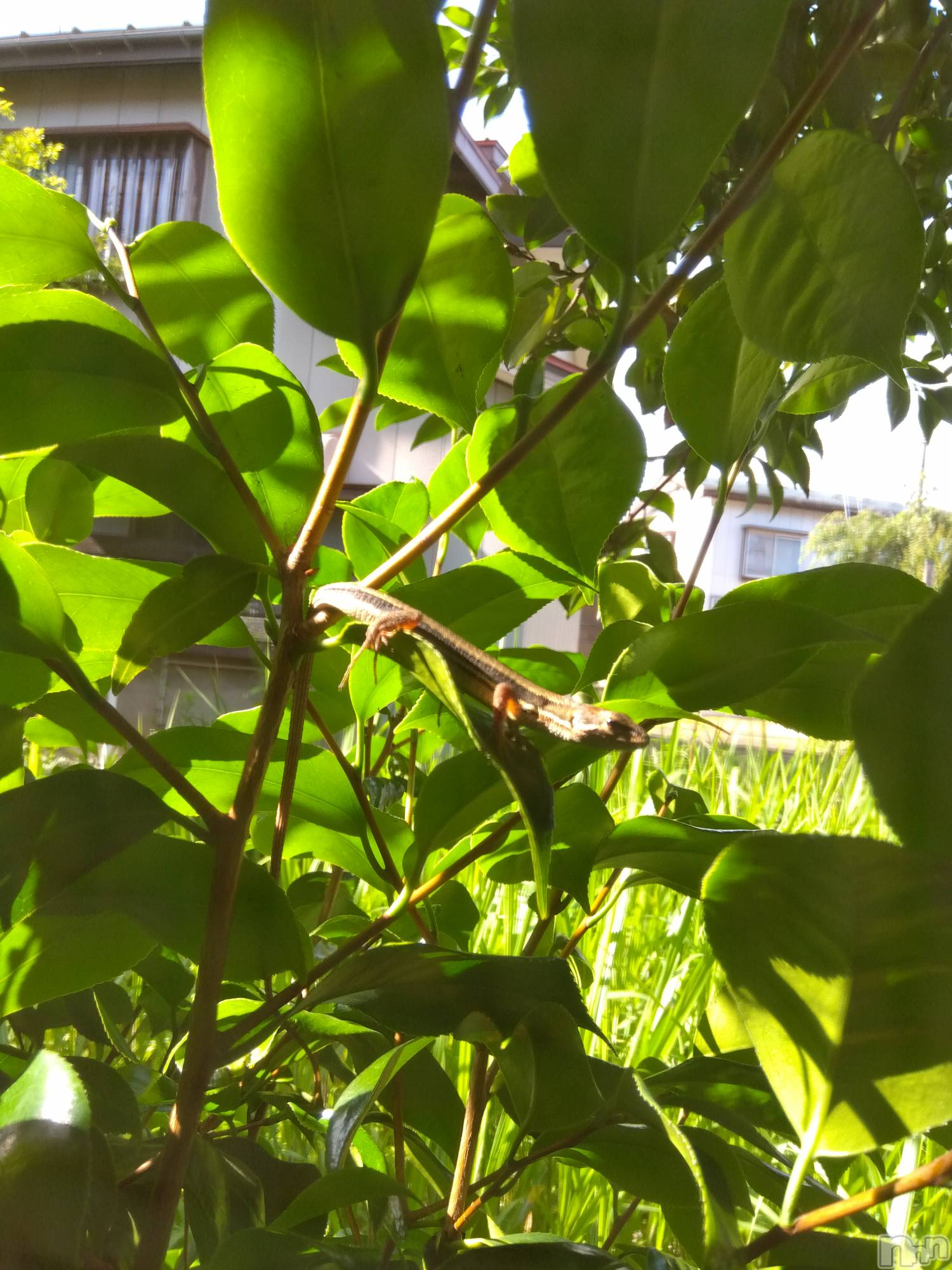 上越デリヘル上越最安値！奥様Deli急便(ジョウエツサイヤスネ！オクサマデリキュウビン)熟女エロパワー全開　あきほ(54)の2023年6月20日写メブログ「目の前にいてびっくり笑笑」