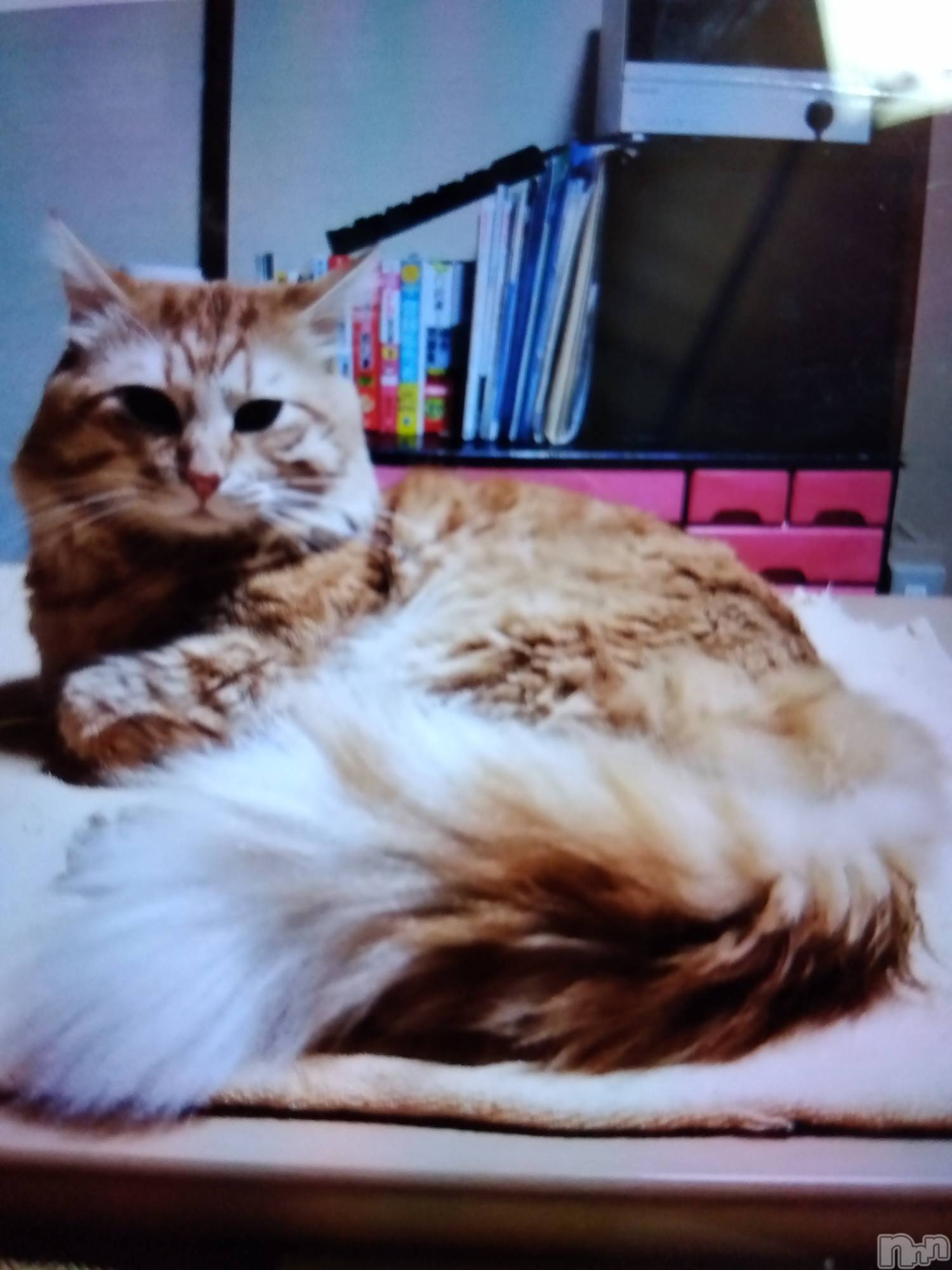 上越デリヘル上越最安値！奥様Deli急便(ジョウエツサイヤスネ！オクサマデリキュウビン)熟女エロパワー全開　あきほ(54)の2023年11月27日写メブログ「昨日のお客様ありがとうございましたm(_ _)m」