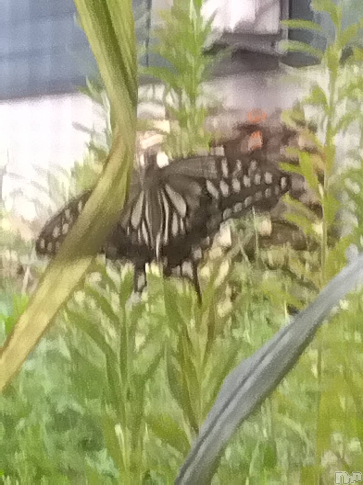 上越デリヘル上越最安値！奥様Deli急便(ジョウエツサイヤスネ！オクサマデリキュウビン)熟女エロパワー全開　あきほ(54)の2024年6月6日写メブログ「久しぶりの出勤です♪」