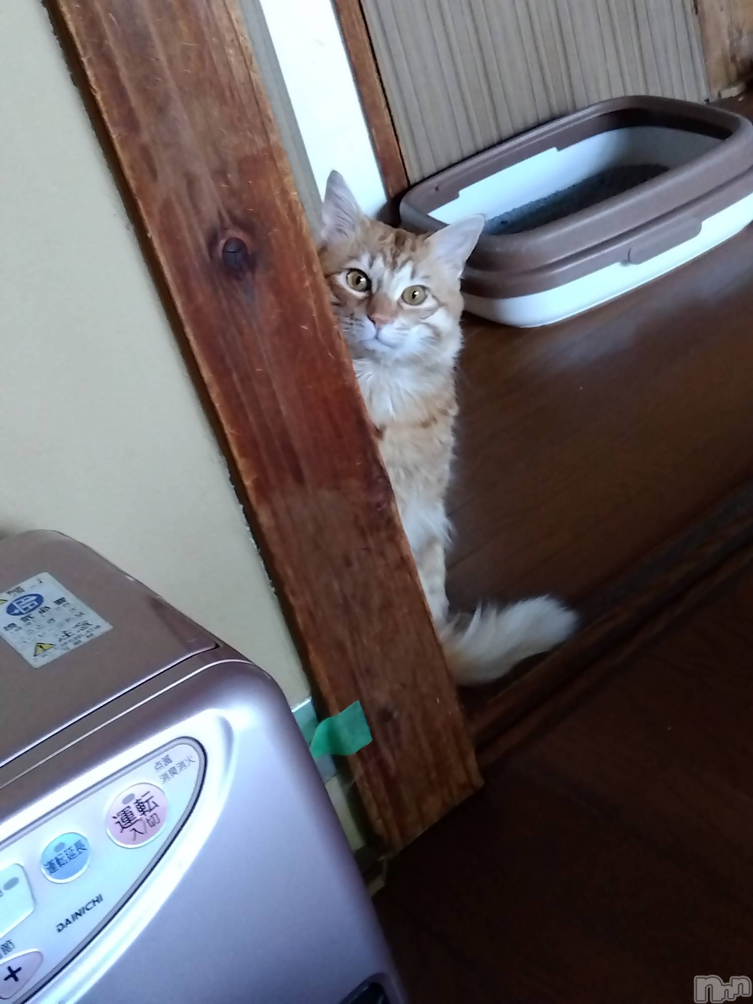 上越デリヘル上越最安値！奥様Deli急便(ジョウエツサイヤスネ！オクサマデリキュウビン)熟女エロパワー全開　あきほ(54)の2024年6月10日写メブログ「今日はありがとうございました😊」