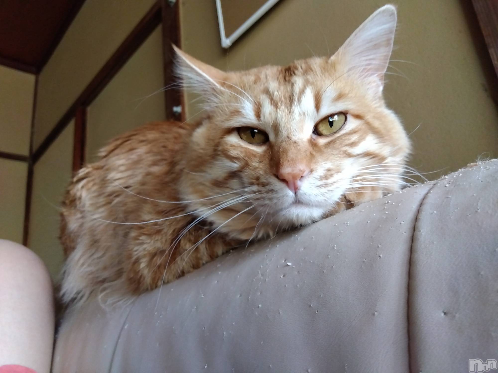 上越デリヘル上越最安値！奥様Deli急便(ジョウエツサイヤスネ！オクサマデリキュウビン)熟女エロパワー全開　あきほ(54)の2025年5月7日写メブログ「連休明けは」