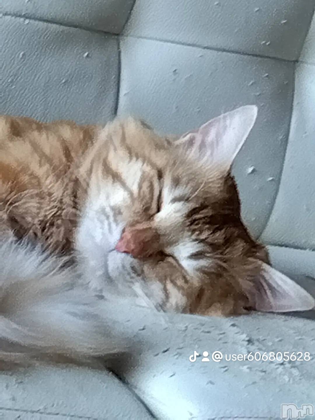 上越デリヘル上越最安値！奥様Deli急便(ジョウエツサイヤスネ！オクサマデリキュウビン)熟女エロパワー全開　あきほ(54)の2025年5月22日写メブログ「おはようございます」