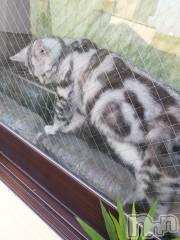 上越デリヘル上越最安値！奥様Deli急便(ジョウエツサイヤスネ！オクサマデリキュウビン) 熟女エロパワー全開　あきほ(54)の5月27日写メブログ「今日で……」