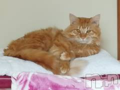 上越デリヘル上越最安値！奥様Deli急便(ジョウエツサイヤスネ！オクサマデリキュウビン) 熟女エロパワー全開　あきほ(54)の7月27日写メブログ「こんにちは☺️今日も会いに来てね❤️」