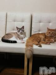 上越デリヘル上越最安値！奥様Deli急便(ジョウエツサイヤスネ！オクサマデリキュウビン) 熟女エロパワー全開　あきほ(54)の8月6日写メブログ「口開けの12時からの予約ありがとう❤️」