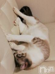 上越デリヘル上越最安値！奥様Deli急便(ジョウエツサイヤスネ！オクサマデリキュウビン) 熟女エロパワー全開　あきほ(54)の8月11日写メブログ「おはようございます。宜しくね♡」