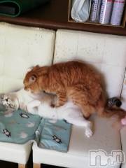 上越デリヘル上越最安値！奥様Deli急便(ジョウエツサイヤスネ！オクサマデリキュウビン) 熟女エロパワー全開　あきほ(54)の8月11日写メブログ「オス同士笑」