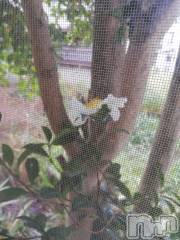 上越デリヘル上越最安値！奥様Deli急便(ジョウエツサイヤスネ！オクサマデリキュウビン) 熟女エロパワー全開　あきほ(54)の11月5日写メブログ「庭に……」