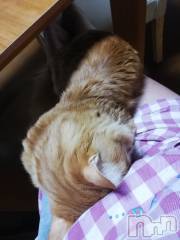 上越デリヘル上越最安値！奥様Deli急便(ジョウエツサイヤスネ！オクサマデリキュウビン) 熟女エロパワー全開　あきほ(54)の11月11日写メブログ「おはようございます☺️熟女と……」