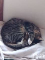 上越デリヘル上越最安値！奥様Deli急便(ジョウエツサイヤスネ！オクサマデリキュウビン) 熟女エロパワー全開　あきほ(54)の5月20日写メブログ「昼職終わって出勤中」