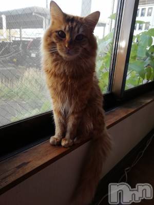 上越デリヘル 上越最安値！奥様Deli急便(ジョウエツサイヤスネ！オクサマデリキュウビン) 熟女エロパワー全開　あきほ(54)の12月6日写メブログ「おはよう♡今日もお願いします。」