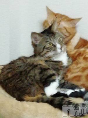 上越デリヘル 上越最安値！奥様Deli急便(ジョウエツサイヤスネ！オクサマデリキュウビン) 熟女エロパワー全開　あきほ(54)の1月6日写メブログ「寒いね！」