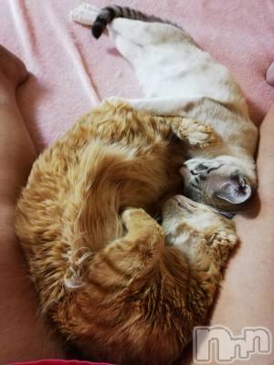 上越デリヘル 上越最安値！奥様Deli急便(ジョウエツサイヤスネ！オクサマデリキュウビン) 熟女エロパワー全開　あきほ(54)の4月4日写メブログ「熟女と戯れたい方待ってま～す♡♡♡」