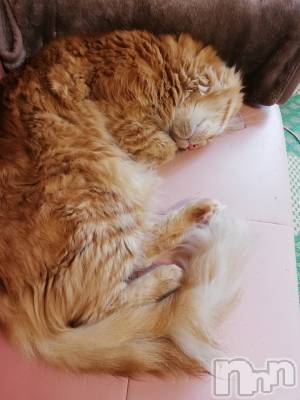 上越デリヘル 上越最安値！奥様Deli急便(ジョウエツサイヤスネ！オクサマデリキュウビン) 熟女エロパワー全開　あきほ(54)の8月10日写メブログ「おはようございます☺️熟女と……」