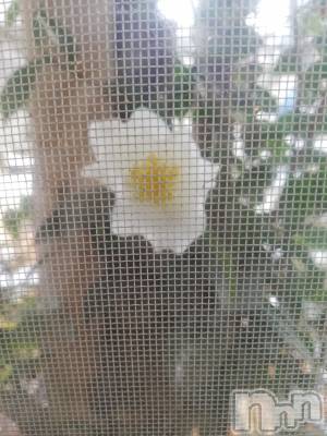 上越デリヘル 上越最安値！奥様Deli急便(ジョウエツサイヤスネ！オクサマデリキュウビン) 熟女エロパワー全開　あきほ(54)の12月21日写メブログ「時間変更なので間違わない様に🙏」