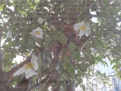 上越デリヘル 上越最安値！奥様Deli急便(ジョウエツサイヤスネ！オクサマデリキュウビン) 熟女エロパワー全開　あきほ(54)の12月21日写メブログ「熟女が癒します(*^^*)」