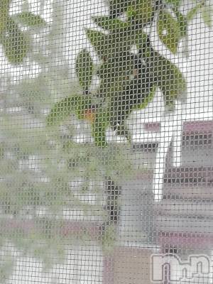 上越デリヘル 上越最安値！奥様Deli急便(ジョウエツサイヤスネ！オクサマデリキュウビン) 熟女エロパワー全開　あきほ(54)の1月26日写メブログ「後ろから前から😁食べたいな🍌🍌🍌🍌🍌」