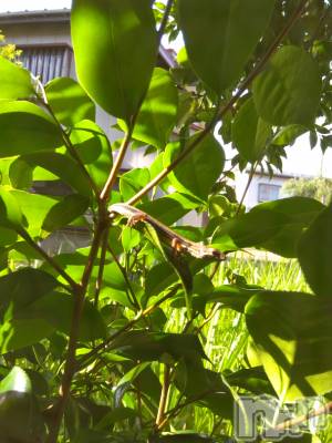 上越デリヘル 上越最安値！奥様Deli急便(ジョウエツサイヤスネ！オクサマデリキュウビン) 熟女エロパワー全開　あきほ(54)の6月20日写メブログ「目の前にいてびっくり笑笑」