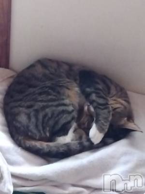 上越デリヘル 上越最安値！奥様Deli急便(ジョウエツサイヤスネ！オクサマデリキュウビン) 熟女エロパワー全開　あきほ(54)の5月20日写メブログ「昼職終わって出勤中」