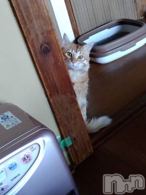 上越デリヘル 上越最安値！奥様Deli急便(ジョウエツサイヤスネ！オクサマデリキュウビン) 熟女エロパワー全開　あきほ(54)の6月10日写メブログ「今日はありがとうございました😊」