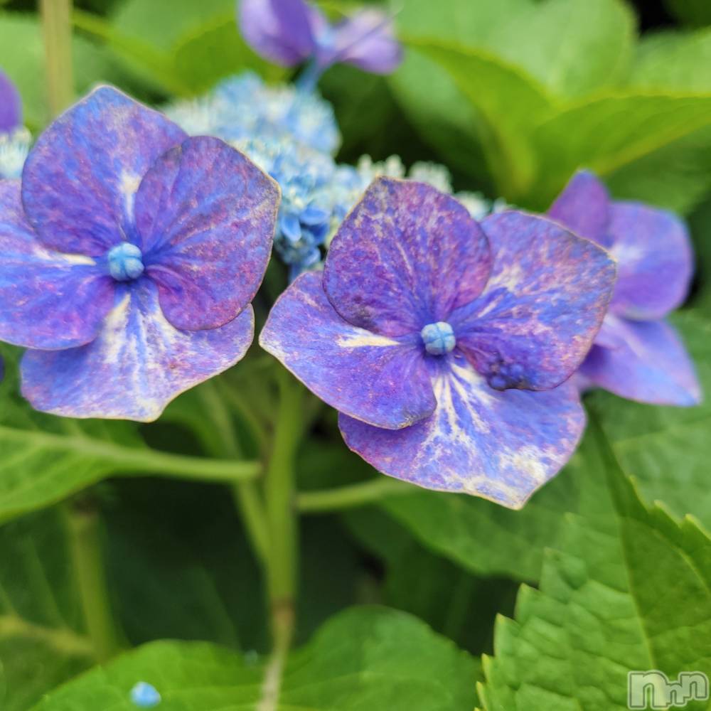 ƲХ顦֥ ץ Ĺ( ץ ʥ) ߱ 626̥֥֤Ф🌙*.