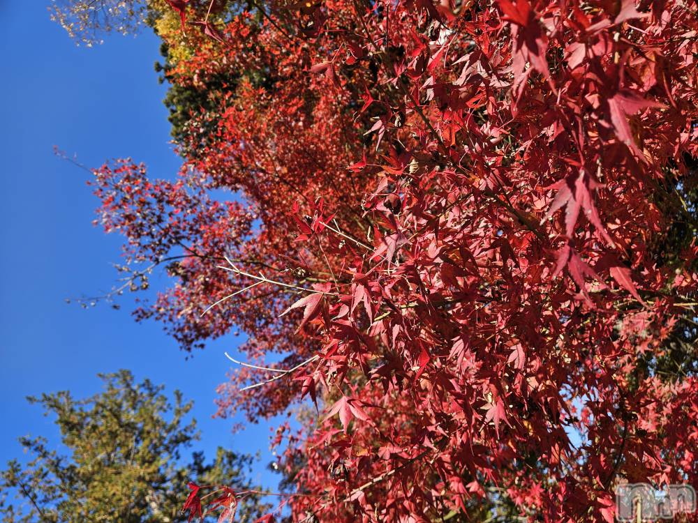 ƲХ顦֥ ץ Ĺ( ץ ʥ) ߱ 1118̥֥֤Ф🌙