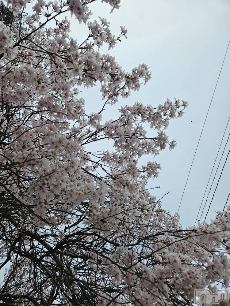 ��Ʋ����Х��顦����֥���� �ץ���� Ĺ��(����� �ץ���� �ʥ���) �߱� ����4��9���̥�֥����֤���Ф��🌙��