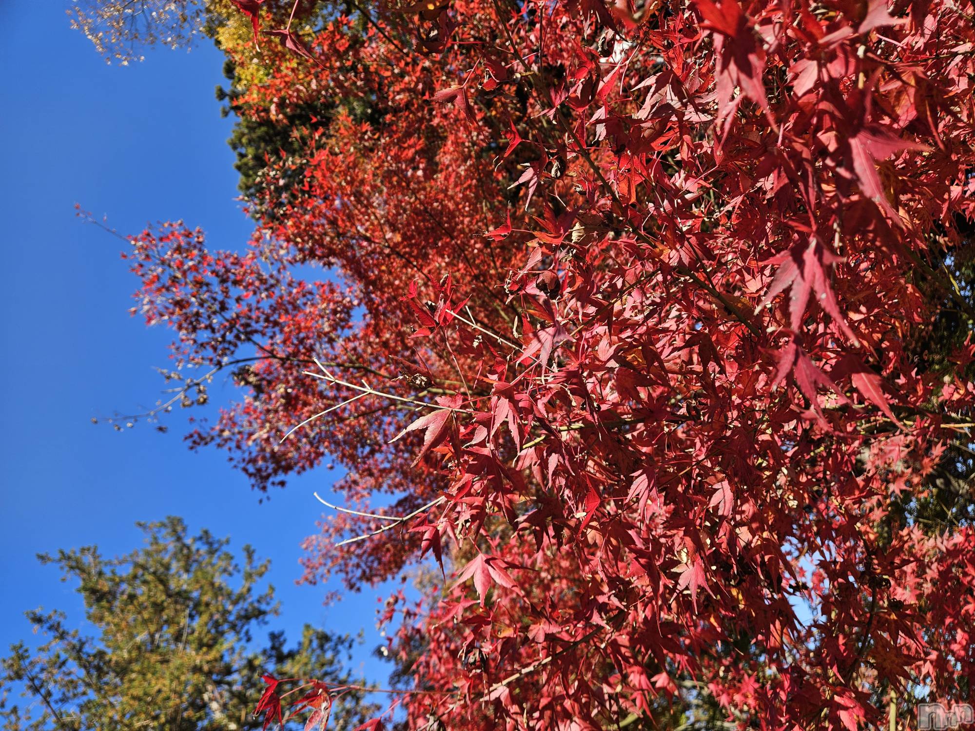 ƲХ顦֥ ץ Ĺ( ץ ʥ) 2025ǯ1118̥֥֤Ф🌙