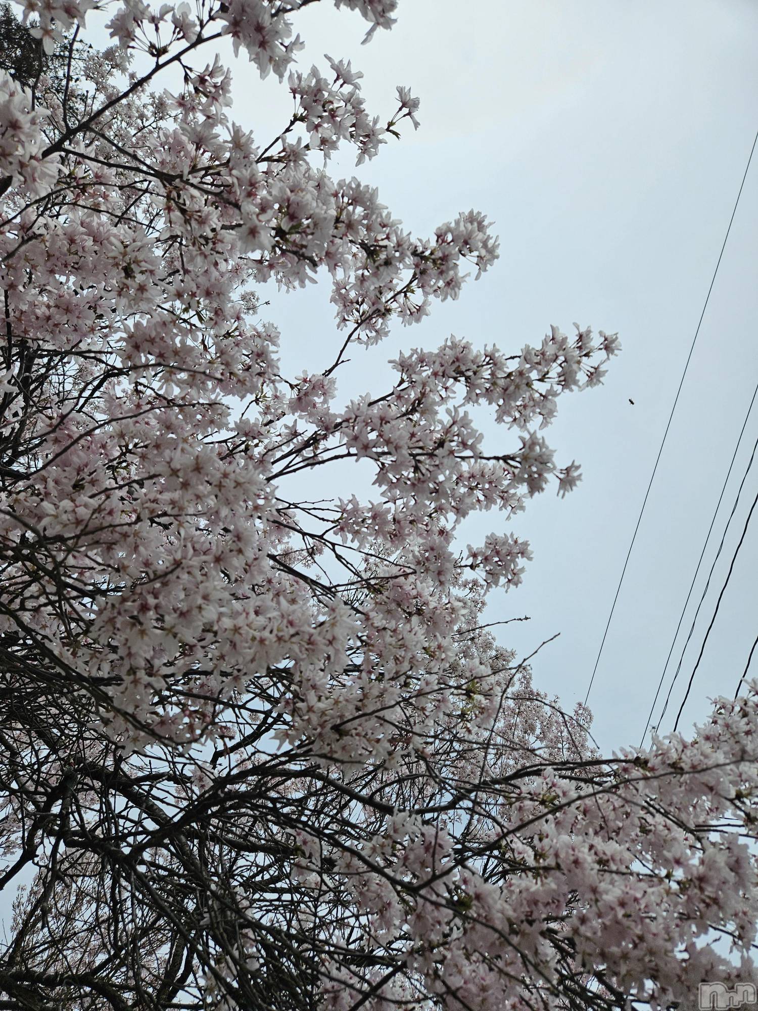 ��Ʋ����Х��顦����֥���� �ץ���� Ĺ��(����� �ץ���� �ʥ���) ��2026ǯ4��9���̥�֥����֤���Ф��🌙��