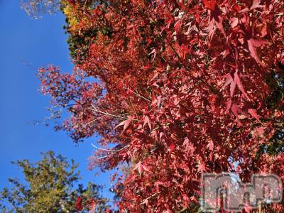 ƲХ顦֥ ץ Ĺ( ץ ʥ) ߱ 1118̥֥֤Ф🌙