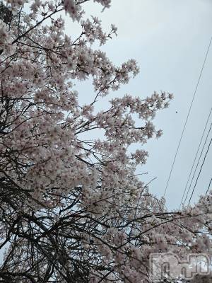 ��Ʋ����Х��顦����֥���� �ץ���� Ĺ��(����� �ץ���� �ʥ���) �߱� ����4��9���̥�֥����֤���Ф��🌙��