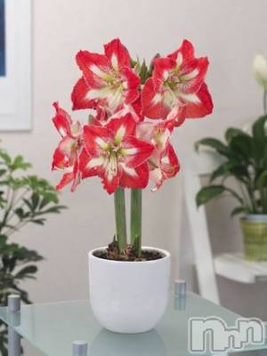 松本発デリヘル VANILLA(バニラ) らら(23)の3月24日写メブログ「大好きなあの子」