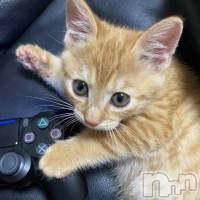 ��ë�ԥ���Х��顦����� CLUB��Paladin(����֡��ѥ�ǥ���) ���� ���ڤβ���(4����)