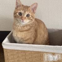 ��ë�ԥ���Х��顦����� CLUB��Paladin(����֡��ѥ�ǥ���) ���� ���ڤβ���(5����)