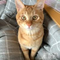 ��ë�ԥ���Х��顦����� CLUB��Paladin(����֡��ѥ�ǥ���) ���� ���ڤβ���(2����)