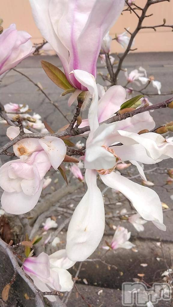 長岡デリヘルBIANCA～主人の知らない私～長岡店(ビアンカナガオカテン)鈴河　つぐみ(47)の2025年4月19日写メブログ「💛ミュージック写メ日記💛」