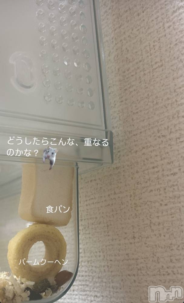 ĮХ顦La Clacion(鎥饷) ʤ926̥֥🐹