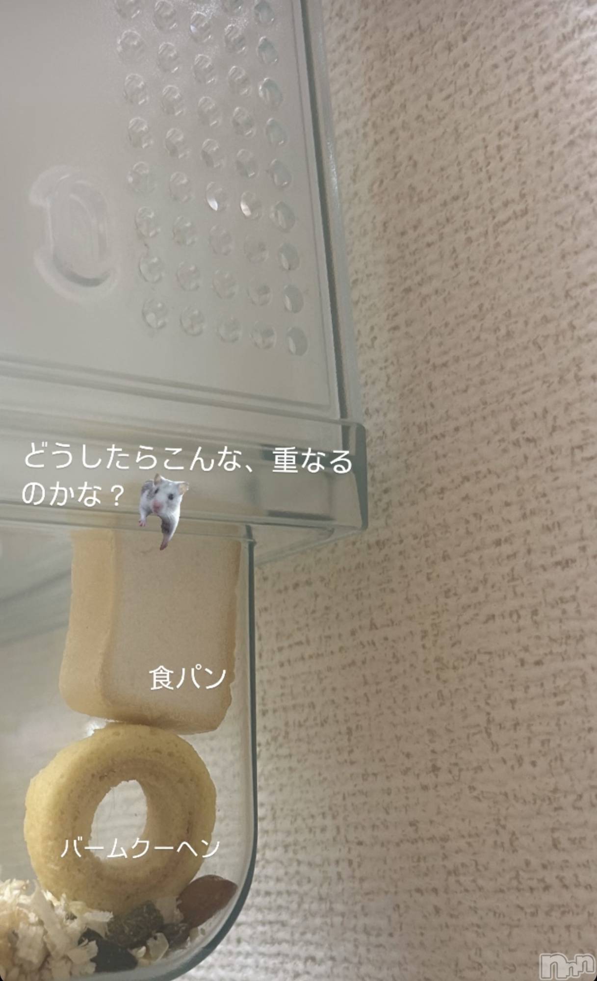 ĮХ顦La Clacion(鎥饷) 2024ǯ926̥֥🐹