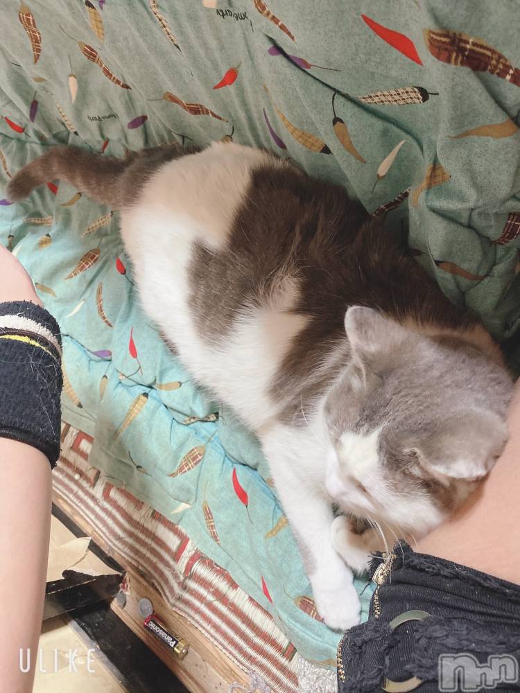 松本発デリヘルELYSION （エリシオン）(エリシオン) 心翼 tsubasa (27)の6月8日写メブログ「一切音沙汰無しか」