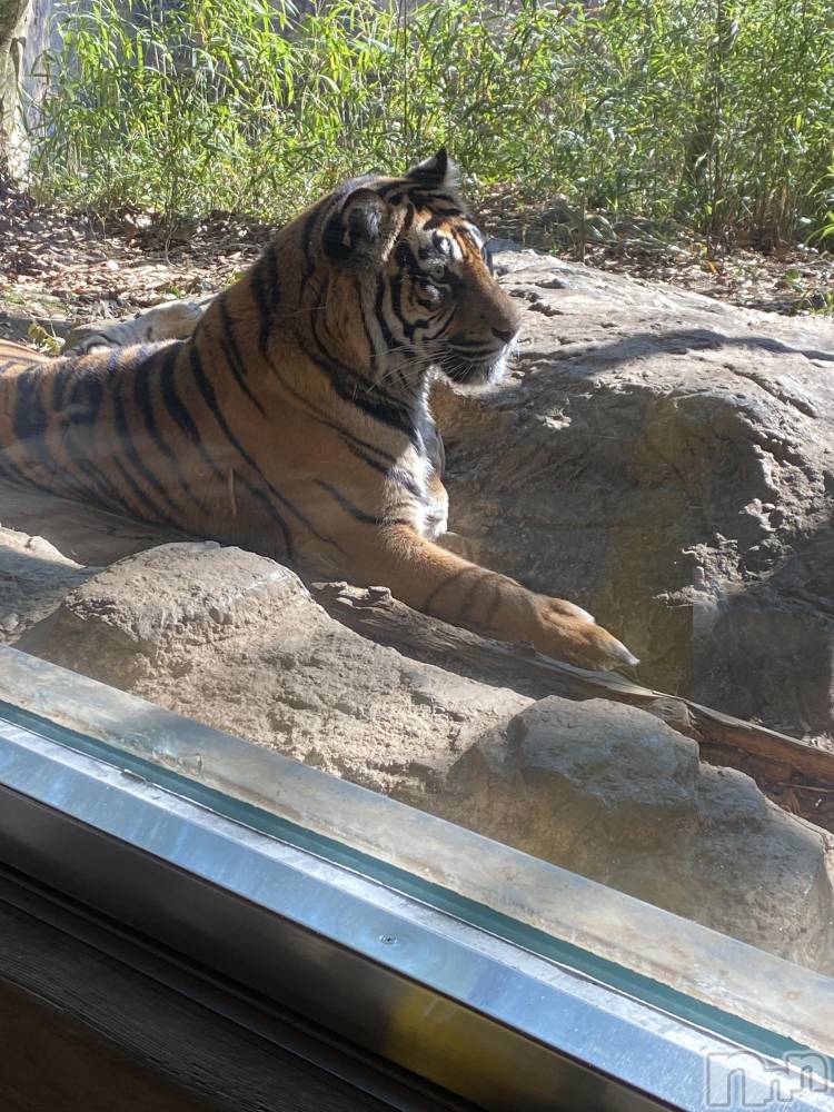 ��ˬ����Х��顦����֥���� �ץ���� ��ˬ(����� �ץ���� ����) ����  ��ߤ�2��27���̥�֥�����������‼️‼️��