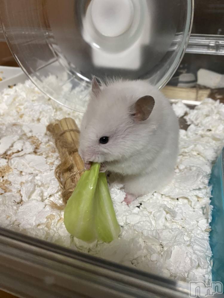 ��ˬ����Х��顦����֥���� �ץ���� ��ˬ(����� �ץ���� ����) ����  ��ߤ�5��24���̥�֥����ֲİ���🥰🥰��