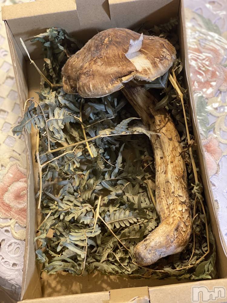 ��ˬ����Х��顦����֥���� �ץ���� ��ˬ(����� �ץ���� ����) ����  ��ߤ�10��6���̥�֥����֤���Ф��😂��