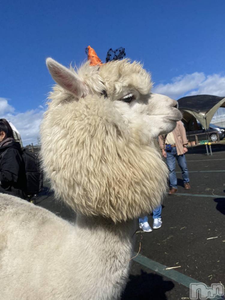 ��ˬ����Х��顦����֥���� �ץ���� ��ˬ(����� �ץ���� ����) ����  ��ߤ�10��18���̥�֥����֥ѥ��ѥ���