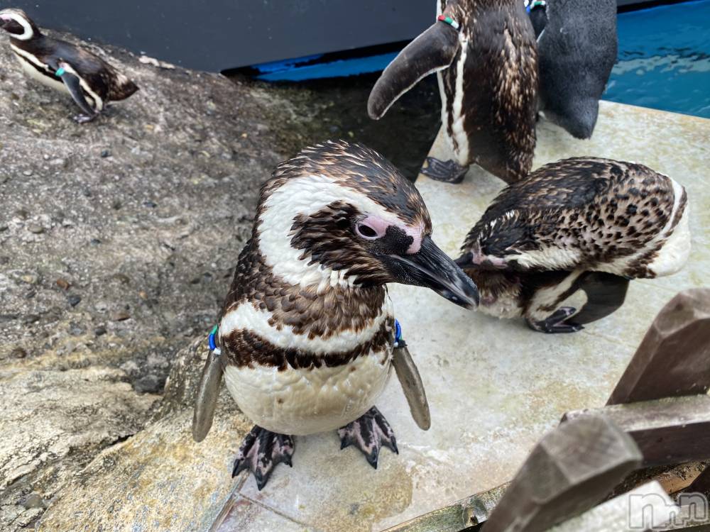 ��ˬ����Х��顦����֥���� �ץ���� ��ˬ(����� �ץ���� ����) ����  ��ߤ�8��29���̥�֥�����8��29�� 19��31ʬ�Υ֥�����