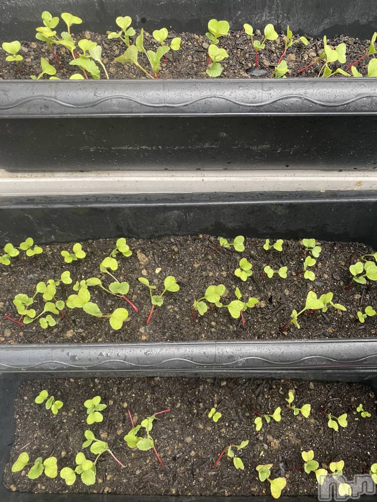 ��ˬ����Х��顦����֥���� �ץ���� ��ˬ(����� �ץ���� ����) ����  ��ߤ�6��22���̥�֥�����6��22�� 16��05ʬ�Υ֥�����